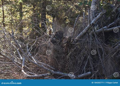 follando en el bosque|'follada en el bosque' Search .